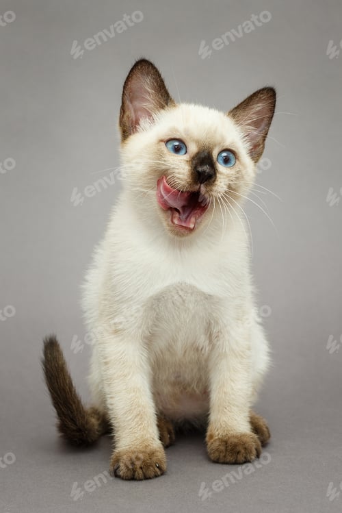 Preview: Little Siamese kitten licking