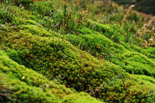 Preview: Amazing close up green moss background of beauty forest.