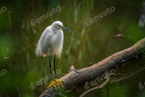 Preview: a white egret perched on a branch