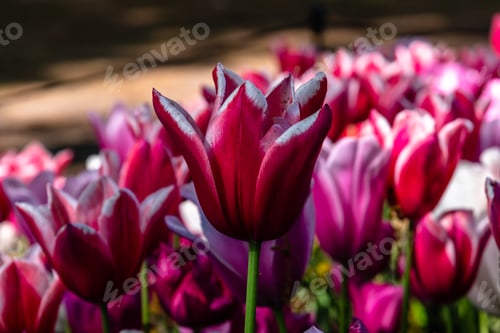 Preview: Colorful spring fresh dutch tulips. Assorted colors
