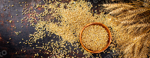 Preview: Ripe barley grains in bowl. Top view.