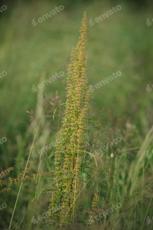 Preview: Vertical shot of growing meadow-grasses