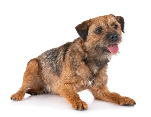 Preview: border terrier in studio