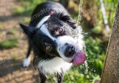 Preview: Depositphotos 56229801 el0