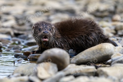 Preview: Lutra in nature habitat. Portrait of water predator. Wildlife scene