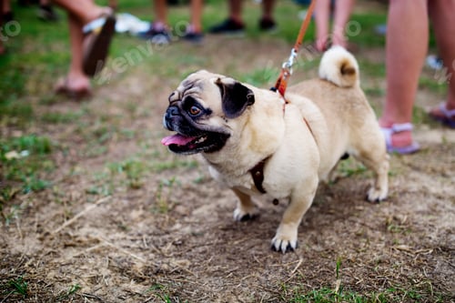 Preview: Walk Pug with Leash Dog Pet Outdoors
