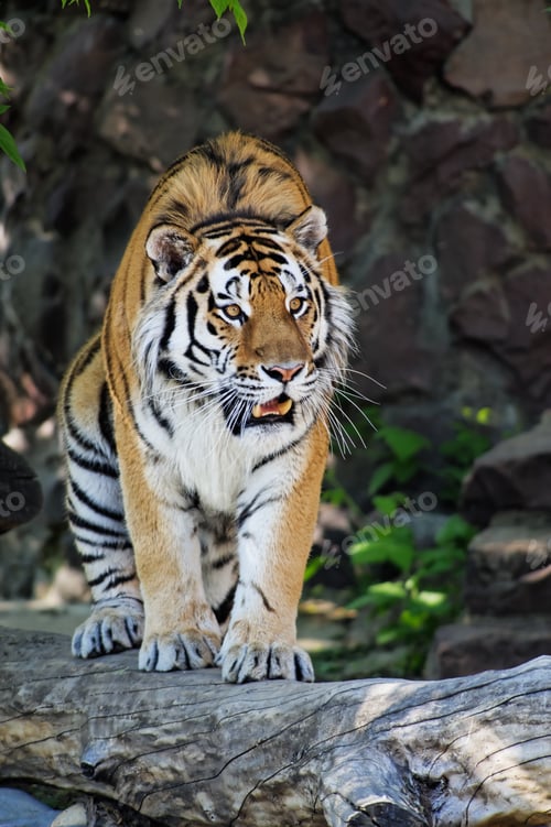 Preview: Siberian tiger