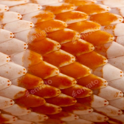 Preview: Close-up of corn snakeskin or red rat snakeskin, Pantherophis guttattus