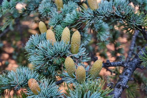 Preview: Branch of Atlas cedar with cones. Cedrus atlantica