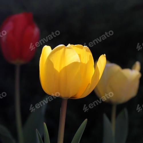 Preview: Brightly Colored Tulips - Close Up Photograph Of Brightly Colored Tulips In A Flower Bed With