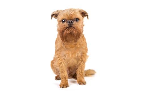 Preview: Red puppy of the Brussels Griffon