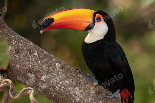 Preview: toucan, bird, colours, tropics