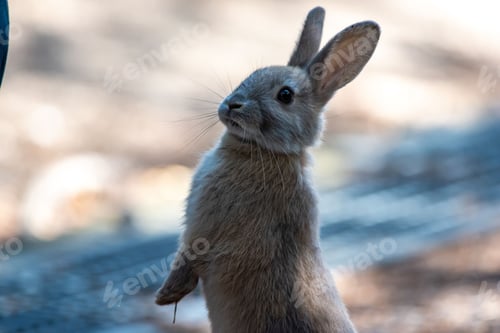 Preview: pets, bunny, scared, rabbit, hare