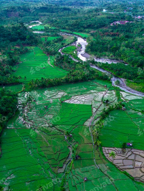 Preview: Beautiful morning view indonesia panorama landscape paddy fields