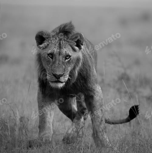 Preview: Grayscale of a majestic African lion striding across a savanna grassland.