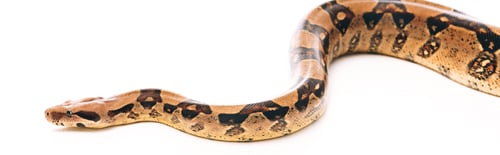 Preview: Panoramic shot of python on white background