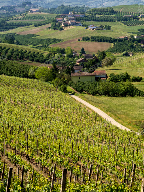 Preview: Vineyards of Langhe, Piedmont, Italy at May