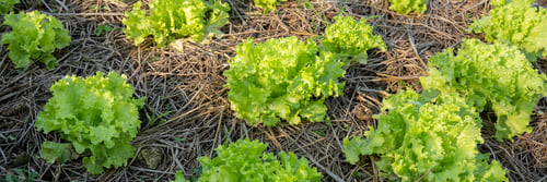 Preview: es Organic farm for background ,Organic fresh harvested vegetables; Field of cultivation