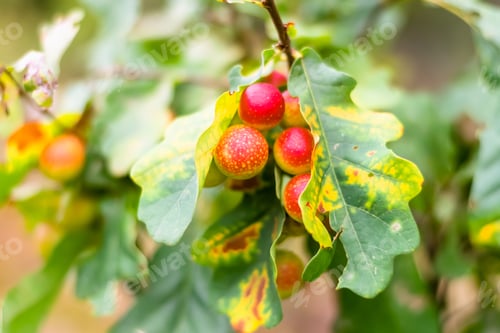 Preview: Bright multi-colored foliage of a forest oak on a beautiful warm autumn day. Horizontal photo. Selec