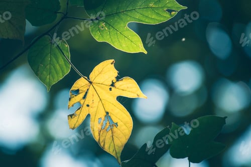 Preview: mountain green field grass meadow white cloud blue sky on sunny day.