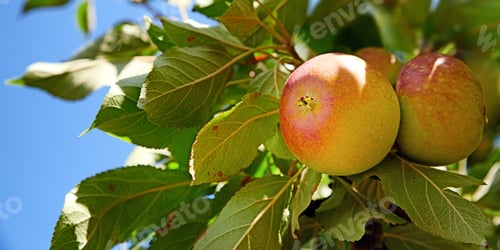 Preview: Beautiful apples in my garden. A photo of tasteful and beautiful apples.