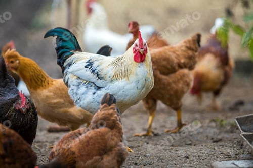 Preview: Group of grown healthy red and black hens and big white rooster outdoor walking