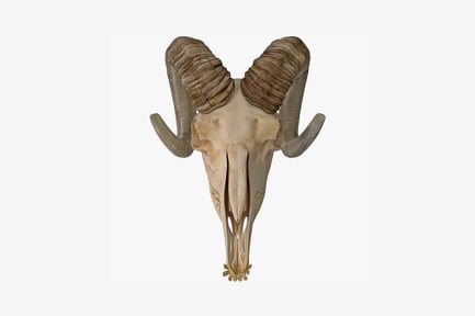 Предпросмотр: Череп барана с изогнутыми рогами