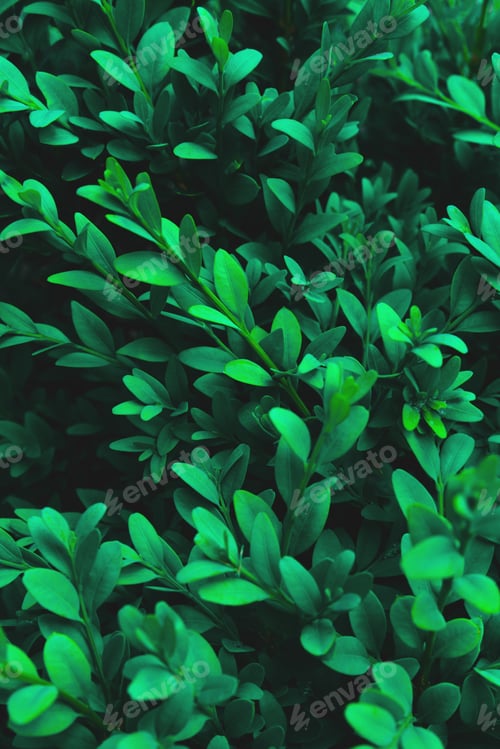 Preview: Abstract green leaves texture. Top view. Nature background.