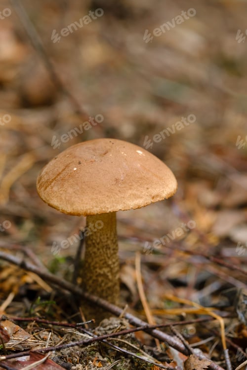 Preview: In the forest grows a magnificent mushroom podberezovik. Forest mushrooms