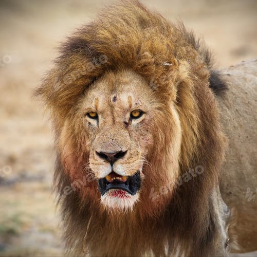Preview: Closeup shot of a scary growling lion on a field in Tanzania