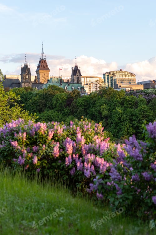 Preview: City park in downtown Ottawa in Canada in spring. Blooming lilacs and cityscape