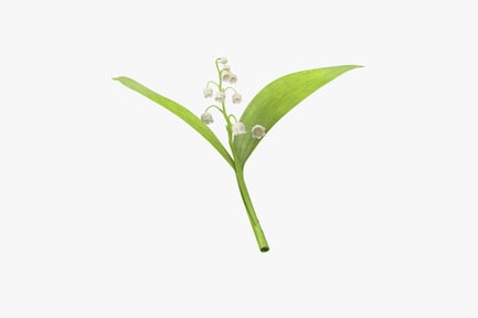 Preview: Lily of the Valley: Delicate Blooms and Broad Leaves