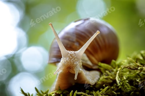 Preview: Helix pomatia also Roman snail, Burgundy snail
