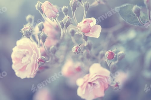 Preview: Pastel rose background