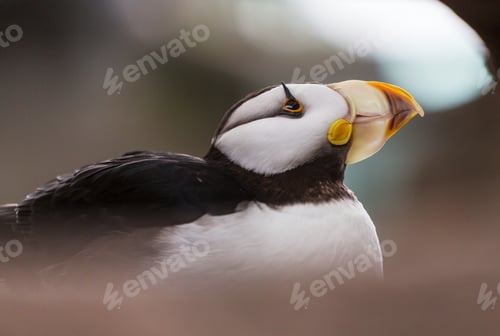 Preview: Puffin