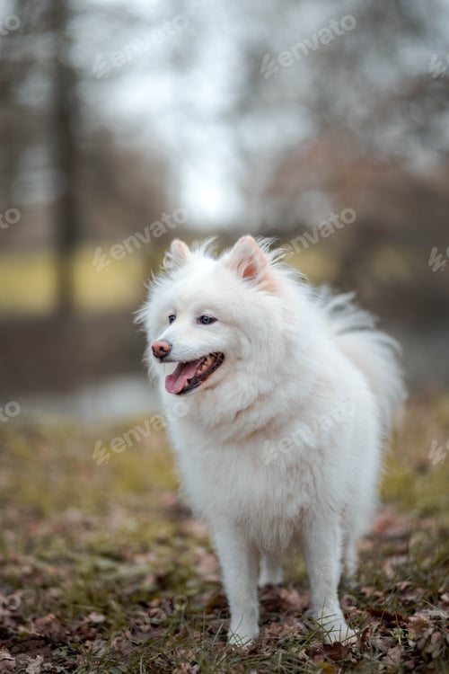 Preview: Adorable white Samoyed dog standing in the middle of a rural road