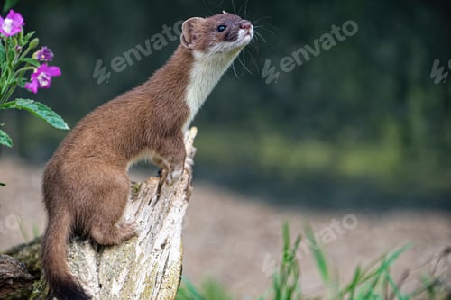 Preview: Shallow focus shot of a weasel sitting on a tree remnant in nature