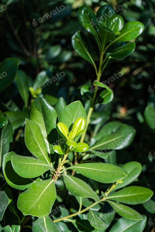 Preview: Green leaves as a natural background
