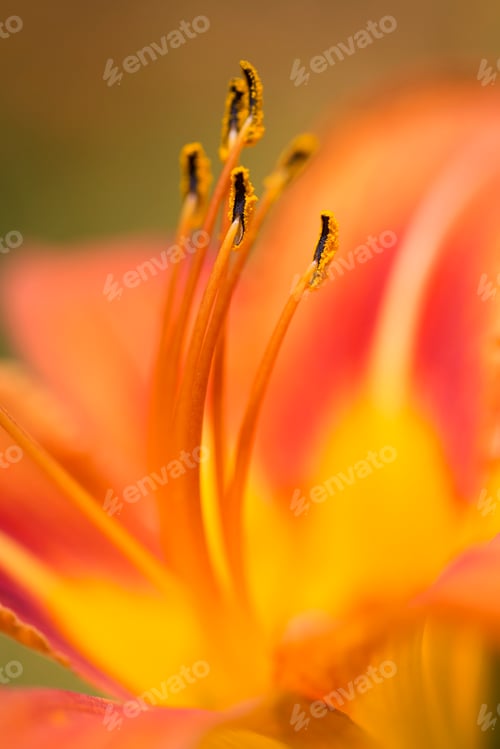 Preview: Close up of an orange lily.