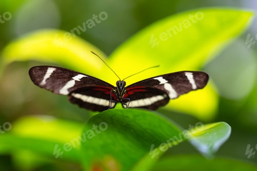 Preview: Macro Picture of a Butterfly
