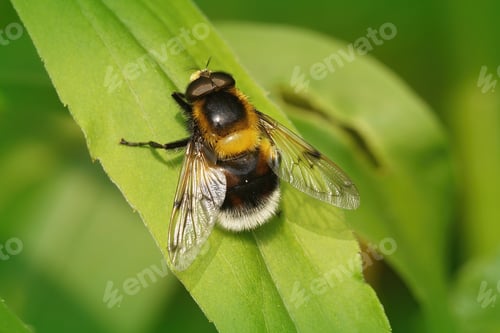 Preview: Closeup shot of Volucella bombylans on a green leaf