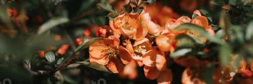 Preview: japanese quince (chaenomeles) flowers. bright red pink flowers in full bloom on quince tree in garde