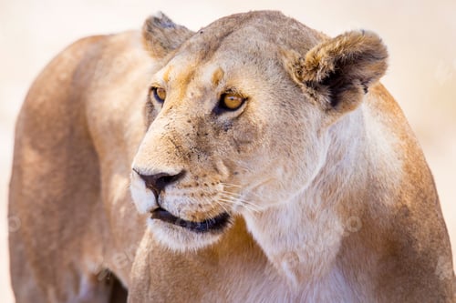 Preview: Close up of one large wild lioness in Africa
