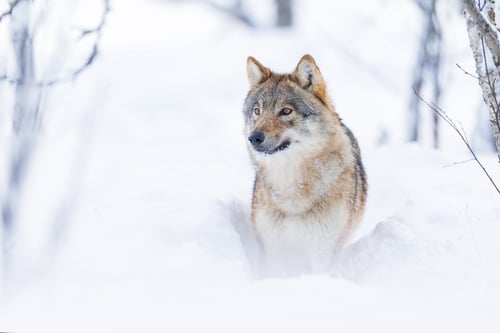 Preview: Wolf standing in snowy forest