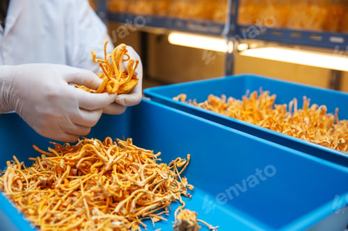 Preview: A lab technician wearing protective gear is sorting freshly harvested Cordyceps mushrooms