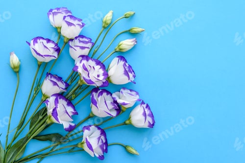 Preview: A bouquet of beautiful freshly cut purple eustoma on a one ton background
