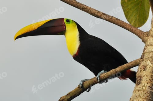 Preview: toucan, bird, colours, tropics