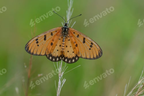 Preview: Tawny Coster Butterflies Sitting on a Flower