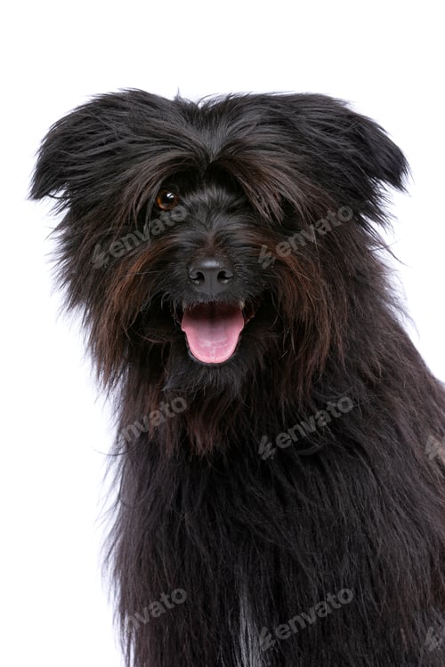 Preview: pet