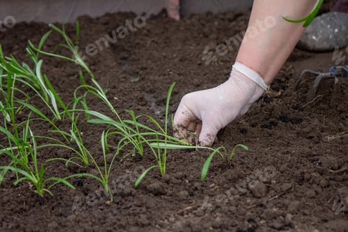 Preview: a farmer plants seedlings. Selective focus.